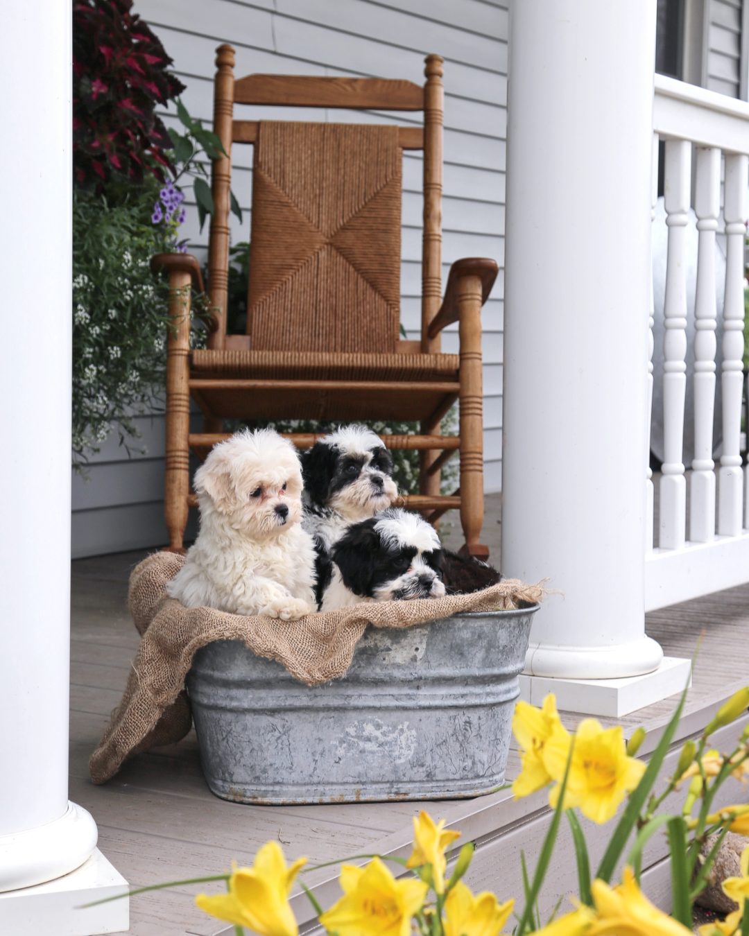 Available Puppies Rocking Chair Puppies